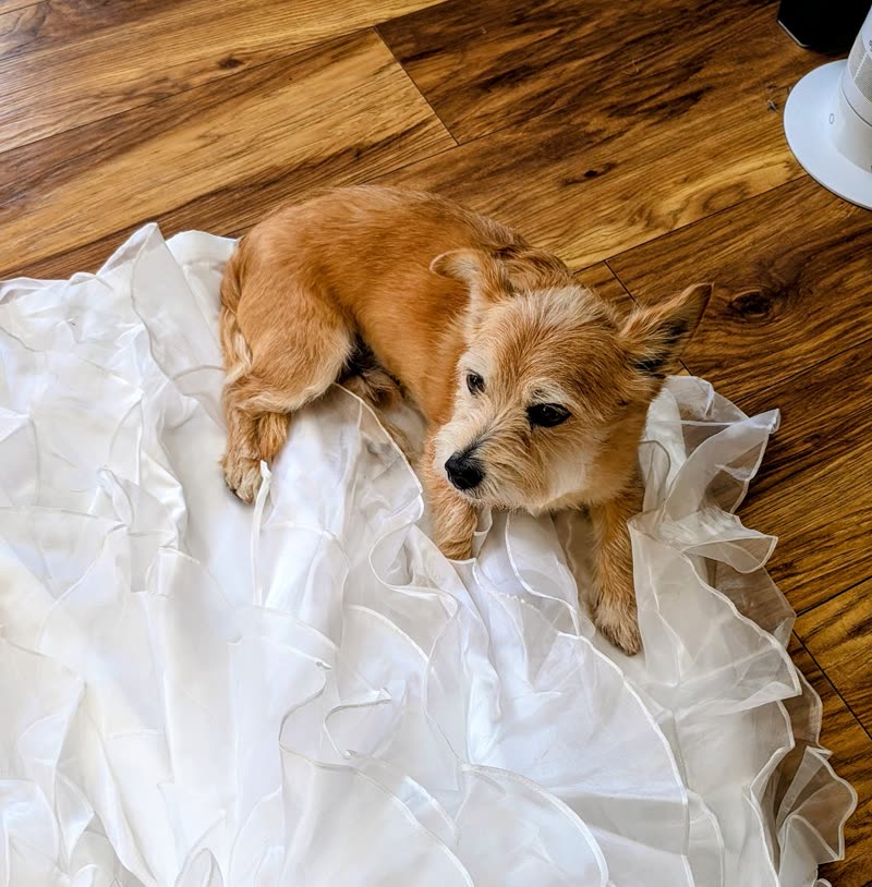 A small ginger terrier puppy lying on a white throw