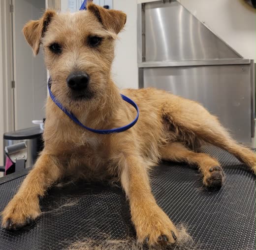 A tan terrier on the grooming table beside the bath, wearing a blue grooming loop