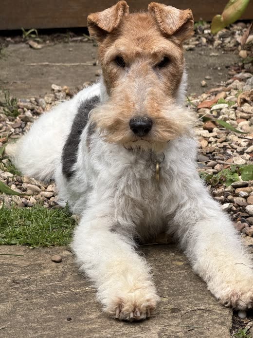 A wire fox terrier with a sharply scissored beard and legs