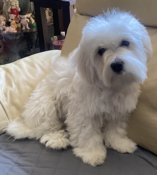 A white Bichon-type dog with a full, freshly blow-dried coat