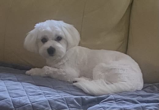 A freshly clipped white Maltese resting on a quilted bed
