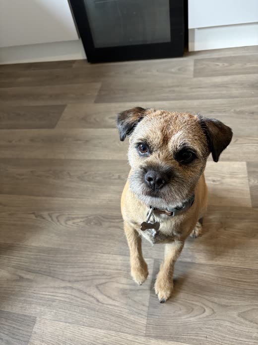 A small tan and grey terrier-cross after a tidy-up
